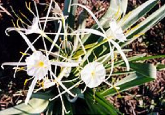 Рис.&nbsp;3. Цветок пустыни&nbsp;– панкраций западный (англ. hymenocallis, лат. Pancratium occidentale) [6]