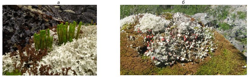 . 5.   (Cetraria sp., Cladonia sp.  .)      (, ) ( ..)